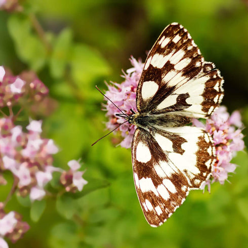 Wild Marjoram Oregano Seeds (Origanum vulgare)
